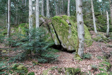 Rock in the Forest