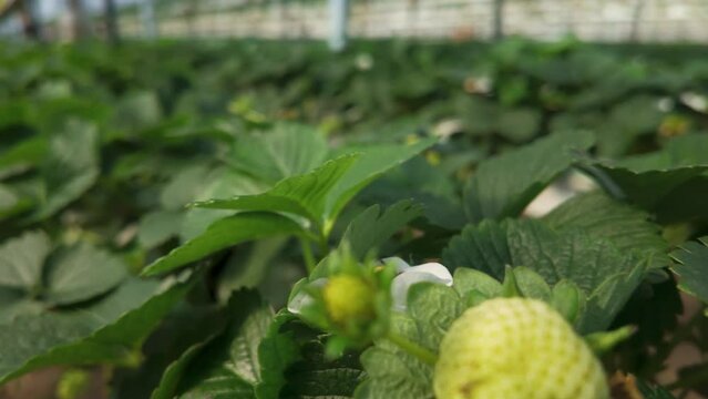 Close up orbit shot of bumble bee on a strawberry fower in greenhouse