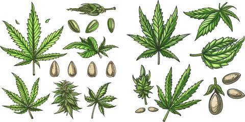 Marijuana bud vector illustration set - obrazy, fototapety, plakaty