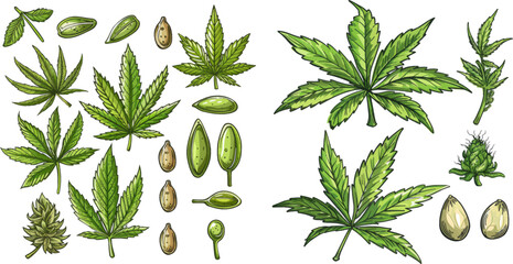 Bundle of elegant detailed natural drawings of wild hemp foliage and inflorescences