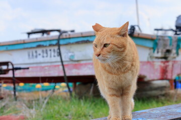 男木島　漁港で出会った猫　冬　（香川県　高松市）