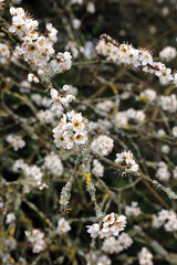 Branch of Blackthorn blossom, Warwickshire England
