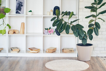Interior design of room with white square cells, shelves, with plant Ficus elastica Robusta,...