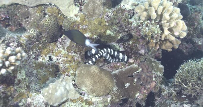 A banded sea krait, also known as a striped sea snake or Laticauda colubrina, sleeps in a hole. Check my gallery to see other clips from this series..