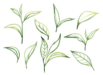 Watercolor Green Tea Leaves Set. Vector illustration isolated on white background