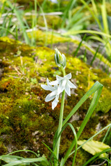Ornithogalum nutans, known as drooping star-of-Bethlehem is a species of flowering plant in the family Asparagaceae,