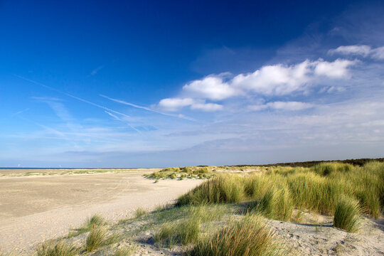 the dunes landscape in Renesse, Zeeland, the Netherlands
