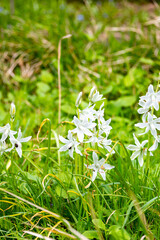 Ornithogalum nutans, known as drooping star-of-Bethlehem is a species of flowering plant in the family Asparagaceae,