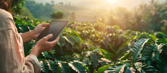 hand woman use tablet in the coffee plantation