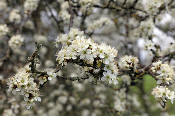 Macro image of a Blackthorn branch covered in blossom, Warwickshire England
 - obrazy, fototapety, plakaty