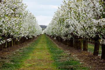 Blossoming cherry trees in the garden in May. Fertile lands of Ukraine