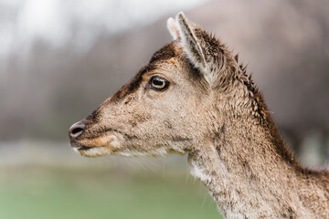 male fallow deer and fallow deer cubs