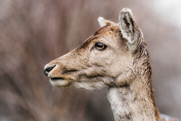 male fallow deer and fallow deer cubs