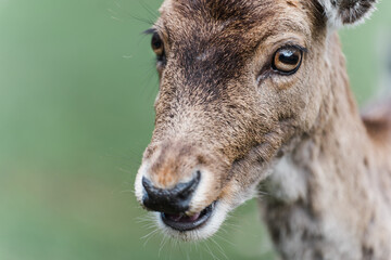 male fallow deer and fallow deer cubs