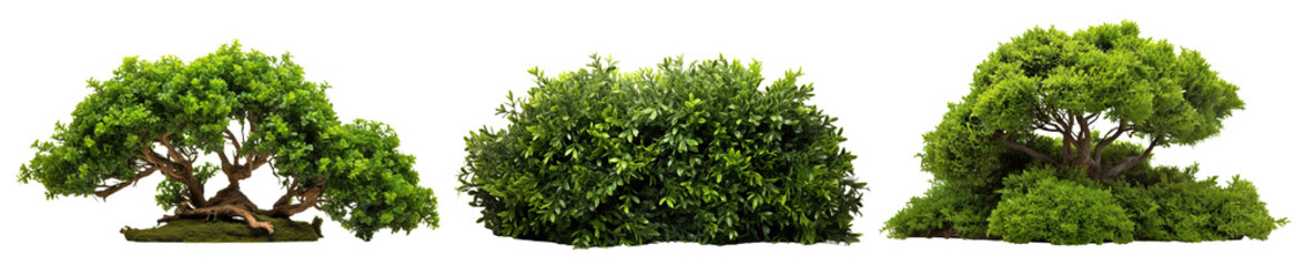 Obraz premium Set of green garden bushes, cut out