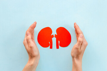 Paper kidneys organ model in human hands, top view. Medical concept