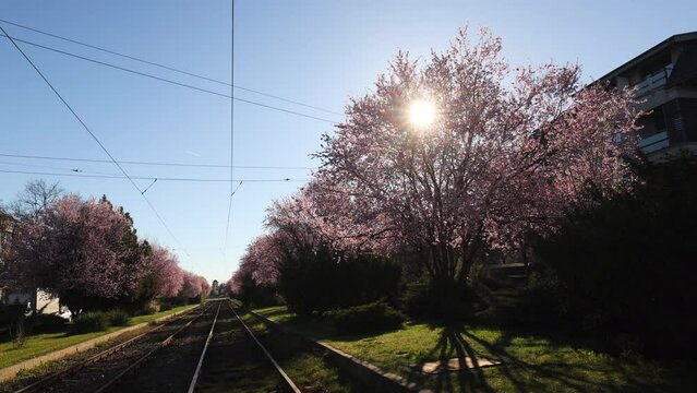 4K wide angle video with an iconic beautiful tram line in Bucharest surrounded by blossom spring tree with spring flowers. Public transportation in Romania.