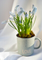 Light blue muscari in cup in the sunlight. Spring flowers in pot as decoration.
