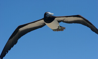 Fou brun à pied bleu