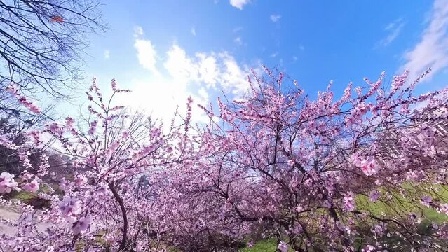 Spring cherry tree. 4K video with camera going through a blossom cherry tree during a spring sunny day with blue sky. Spring video.