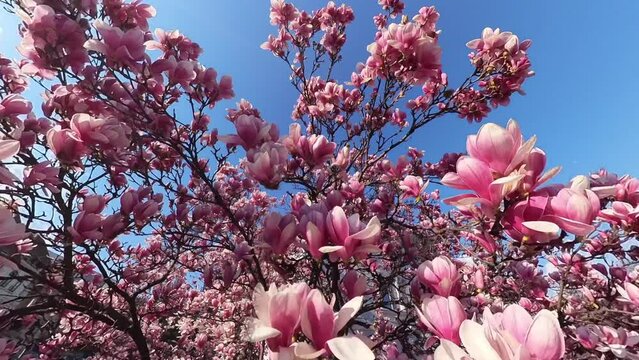 Magnolia tree. 4K video with camera going through a blossom magnolia tree during a spring sunny day with blue sky. Spring video.