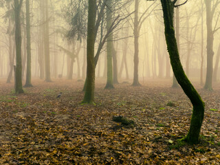 Atmospheric late autumn forest in the fog. Misty woods in the morning. Mystic park with bare trees....
