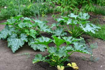 an eggplant growing in a garden isolated  