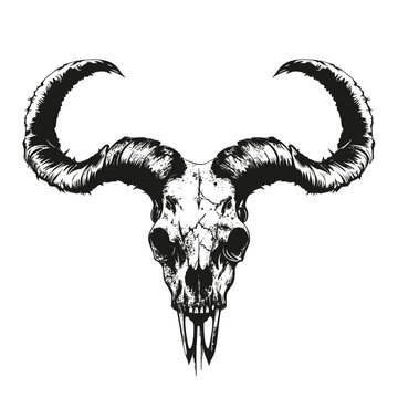 A detailed black and white illustration captures the stark beauty of a ram’s skull with majestic horns