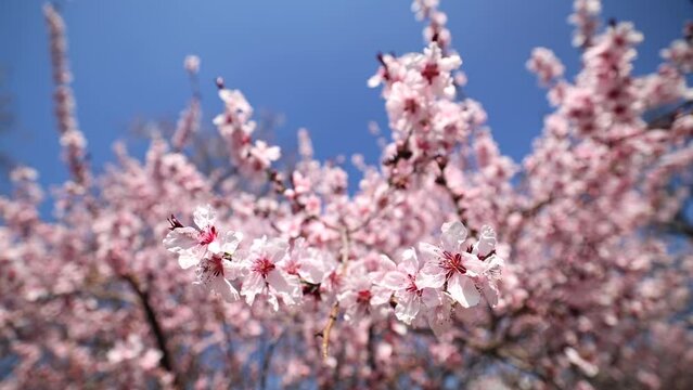 Blossom pink spring flowers. Wide angle 4K video with a blossom tree against blue sky.