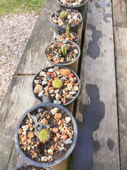 cactus in the pot