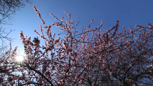 Spring flowers video. Close up 4K video with some white pink blossom tree flowers in direct sunlight.