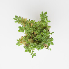 Green succulent Crassula lanuginosa var. pachystemon top view - 767846600
