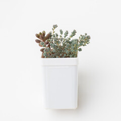 Natural succulent houseplant on white background - 767846639