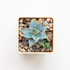 Little blue Echeveria Succulent houseplant in pot on white background - 767846641