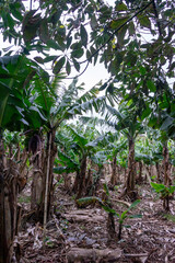 A picturesque banana plantation on Terceira Island, Azores, with lush green foliage and clusters of ripe yellow bananas.
