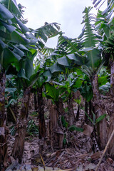 A picturesque banana plantation on Terceira Island, Azores, with lush green foliage and clusters of ripe yellow bananas.