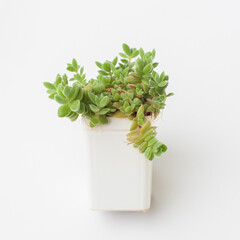 Crassula lanuginosa var. pachystemon Succulent in white plastic pot on white background - 767847613