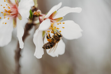 A bee pollinates the spring flowering of a white fruit tree in close-up