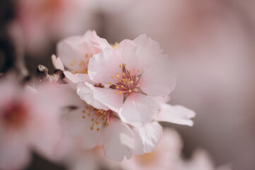 Spring flowering of a fruit tree of a delicate pink color close-up