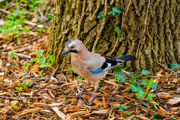 Close-up of Eurasian Jay, birds in wildlife