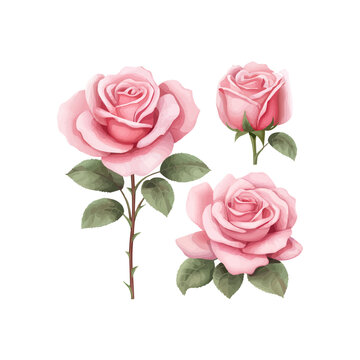 Roses. Set of three pink rose flowers isolated on a white background.