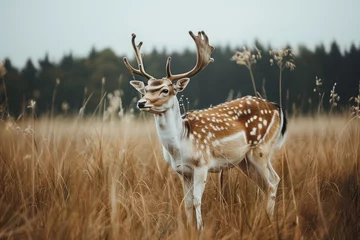 Fototapeten deer in the field © agrus_aiart