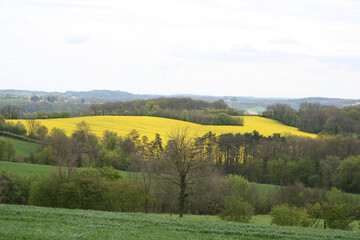 Obraz premium A beautiful Bavarian landscape of rapeseed fields in North Franconia, Germany..
