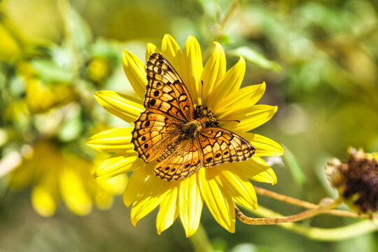 Black and yellow butterfly on a yellow flower