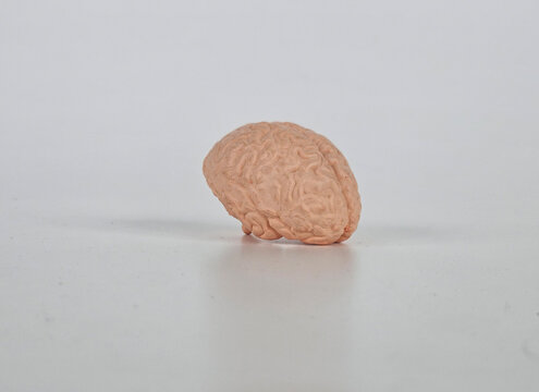 Anatomical model of the human brain and medical