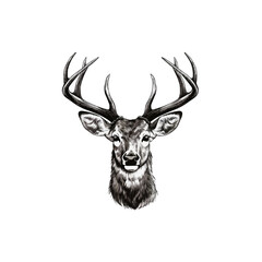 Naklejka premium deer Vector drawing illustration black and white engrave isolated illustration