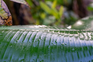 Detailed close-up shot of a banana leaf adorned with sparkling water droplets.