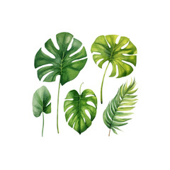 Large hand drawn watercolor tropical plants set, monstera on an isolated white background,
