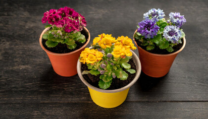 Fototapeta na wymiar Top view of colorful flowers in pots on wooden background. Season and gardening concept. Copy space