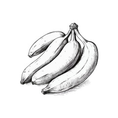 Hand drawn bananas sketch isolated on white background. Vector illustration